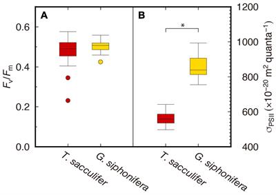 Photosynthetic Carbon Assimilation and Electron Transport Rates in Two Symbiont-Bearing Planktonic Foraminifera